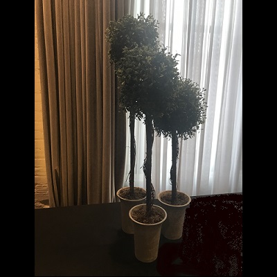 Tabletop Boxwood Topiary Set of 3 - Artificial Trees & Floor Plants - Topiary buffet centerpiece idea
